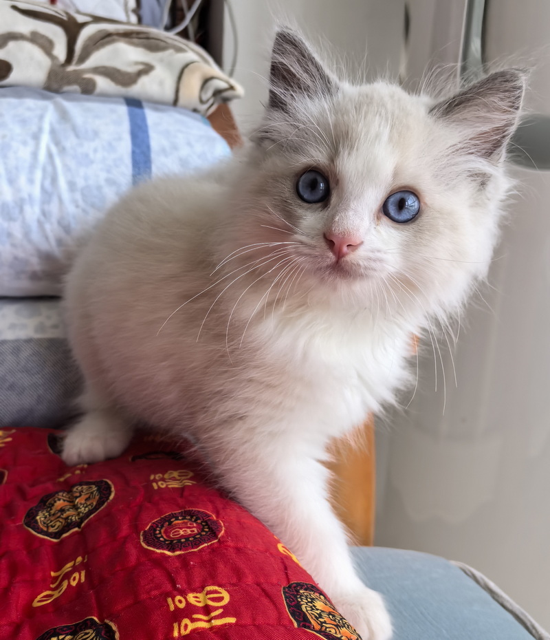 家里的小宠物——布偶猫(图1)